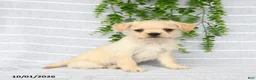 Mixed Breed dogs for sale: Tori - Ad 2