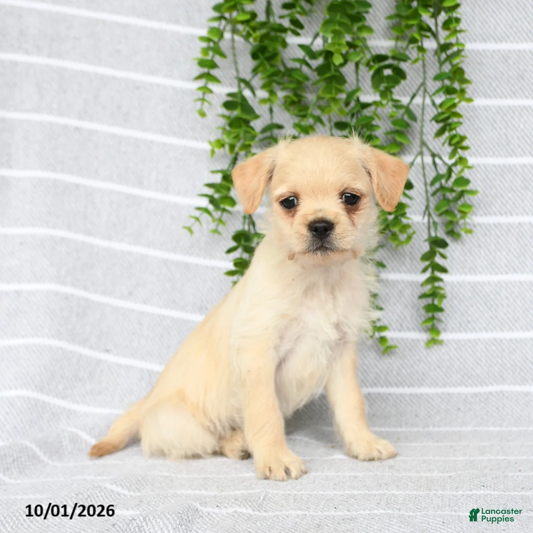Mixed Breed dogs for sale: Tori - Ad 2