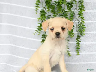 Mixed Breed dogs Tori - Ad 2