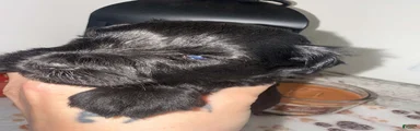 Black female