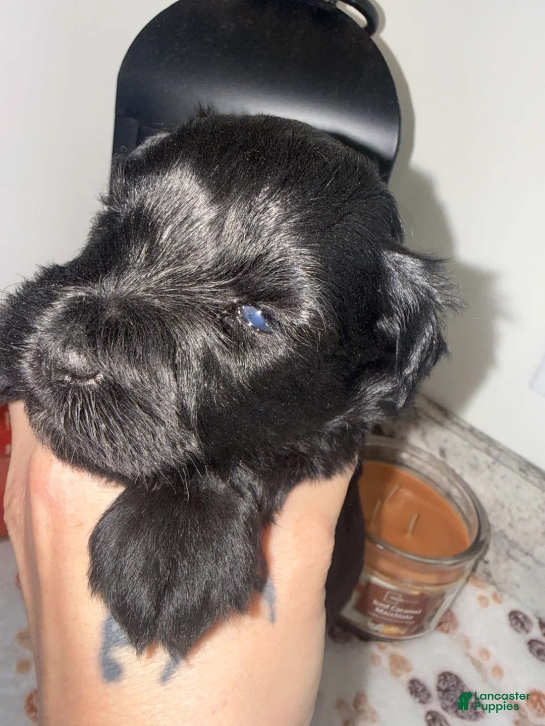 Miniature Schnauzer dogs for sale: Black female - Ad 1
