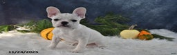 French Bulldog dogs for sale: Wrenlee - Ad 5