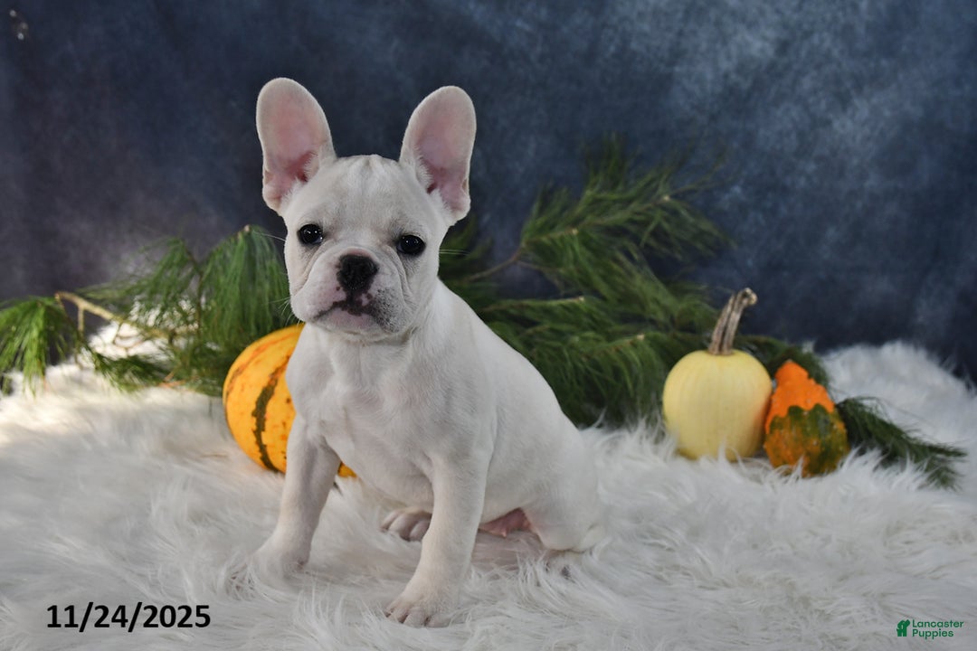 French Bulldog dogs for sale: Wrenlee - Ad 5