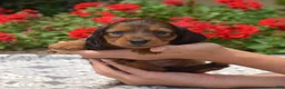 Miniature Dachshund dogs for sale: Nova - Ad 6