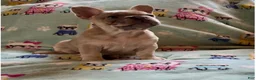 French Bulldog dogs for sale: French Bulldog 3 - Ad 12