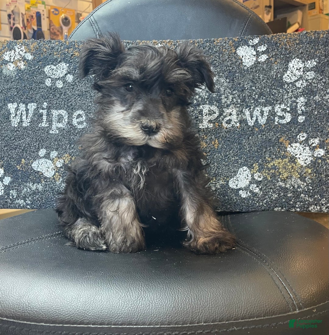 Miniature Schnauzer dogs for sale: Orpha - Ad 4