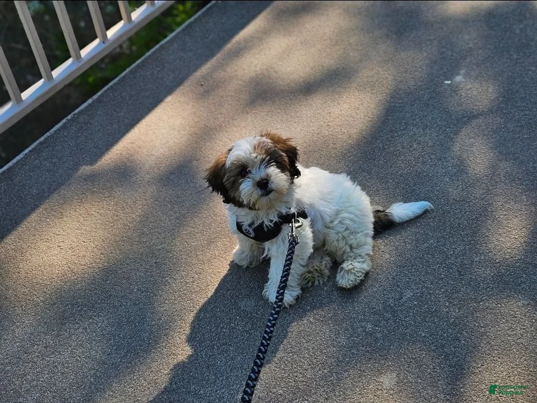 Shihpoo dogs for sale: Coco - Ad 3
