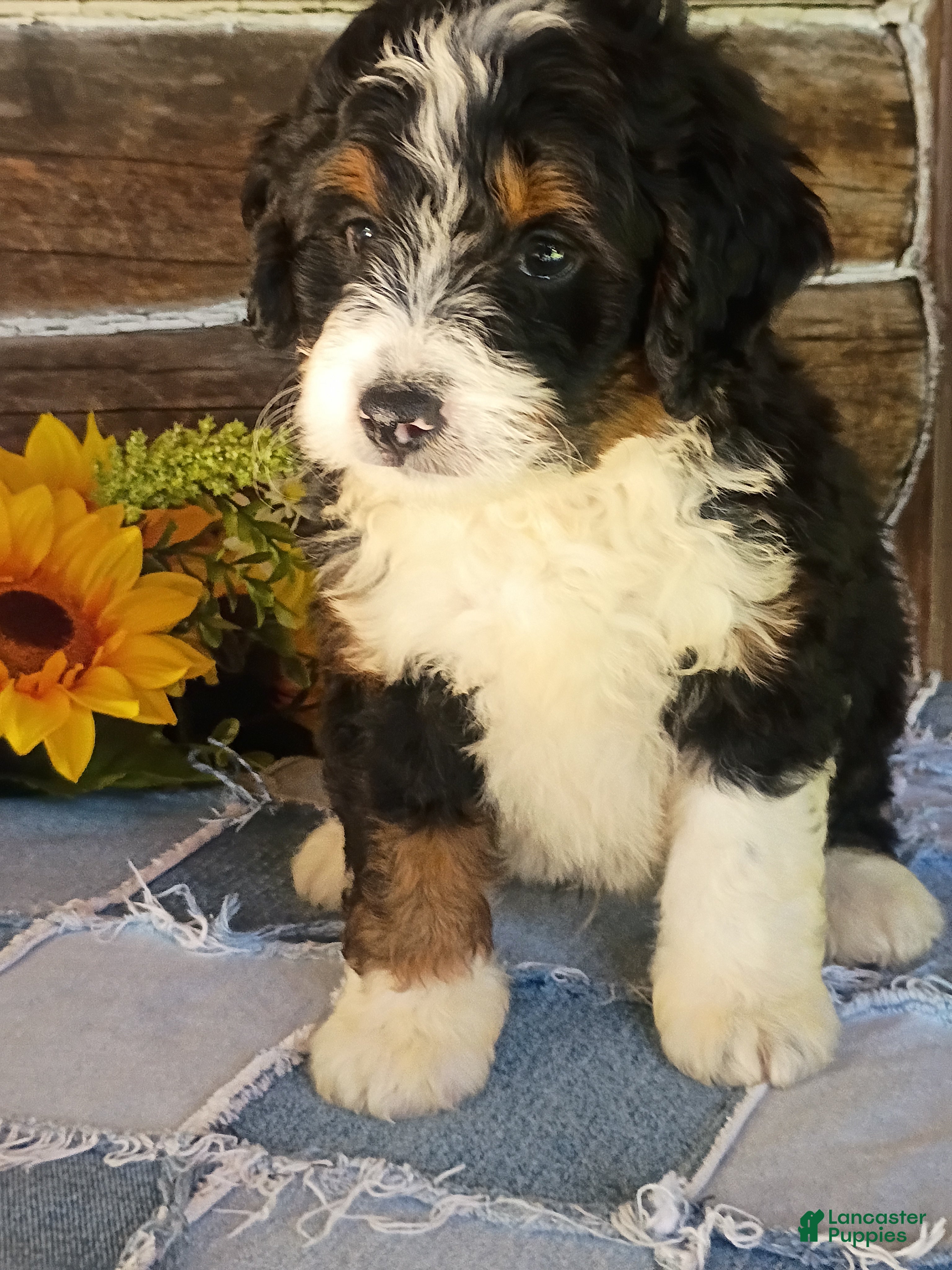 Mini Bernedoodle dogs Mini Bernedoodle 2 - Ad 1