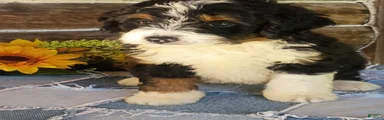 Mini Bernedoodle 2