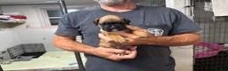 Boxer dogs for sale: Dolly - Ad 8