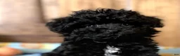 Toy Poodle dogs for sale: Toy Poodle Puppy 1 - Ad 1