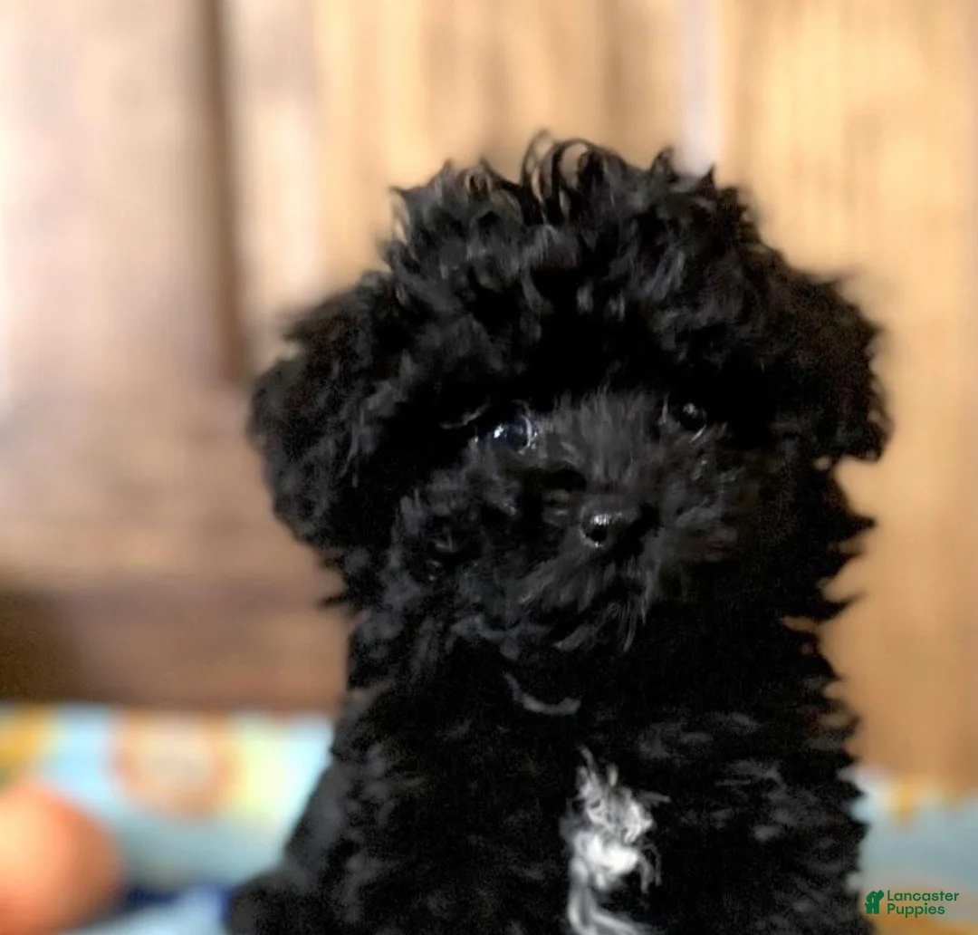 Toy Poodle dogs for sale: Toy Poodle Puppy 1 - Ad 1