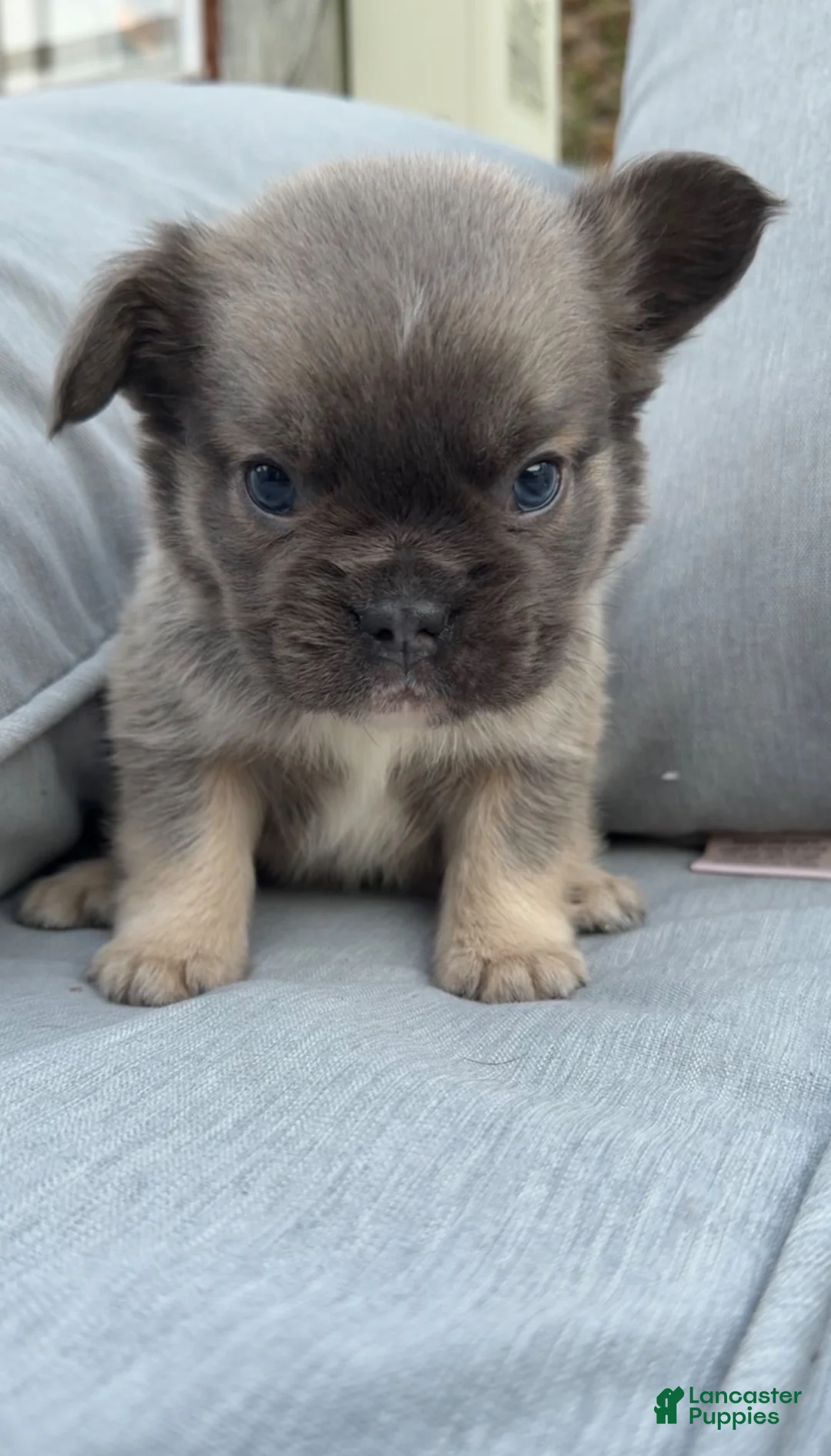 French Bulldog dogs for sale: Gizmo  - Ad 2