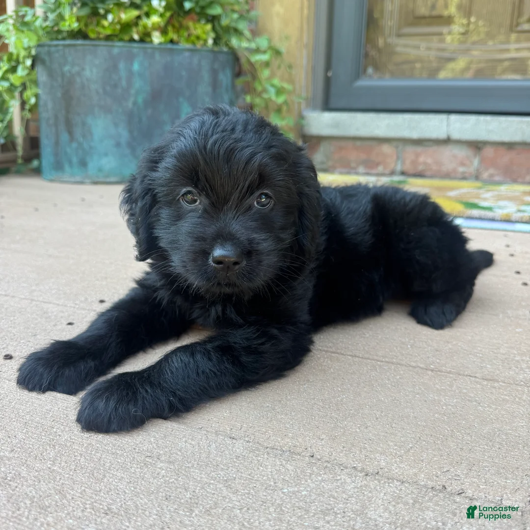 Mixed Breed dogs for sale: 1 Serena - Ad 7