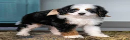 Mini Bernedoodle dogs for sale: Kona - Ad 3