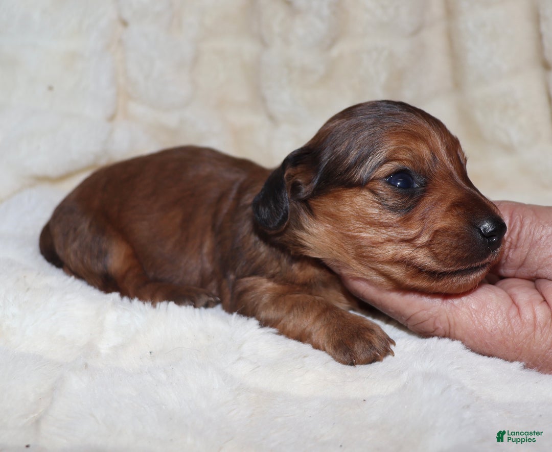 Miniature Dachshund dogs for sale: Chrysler  - Ad 12