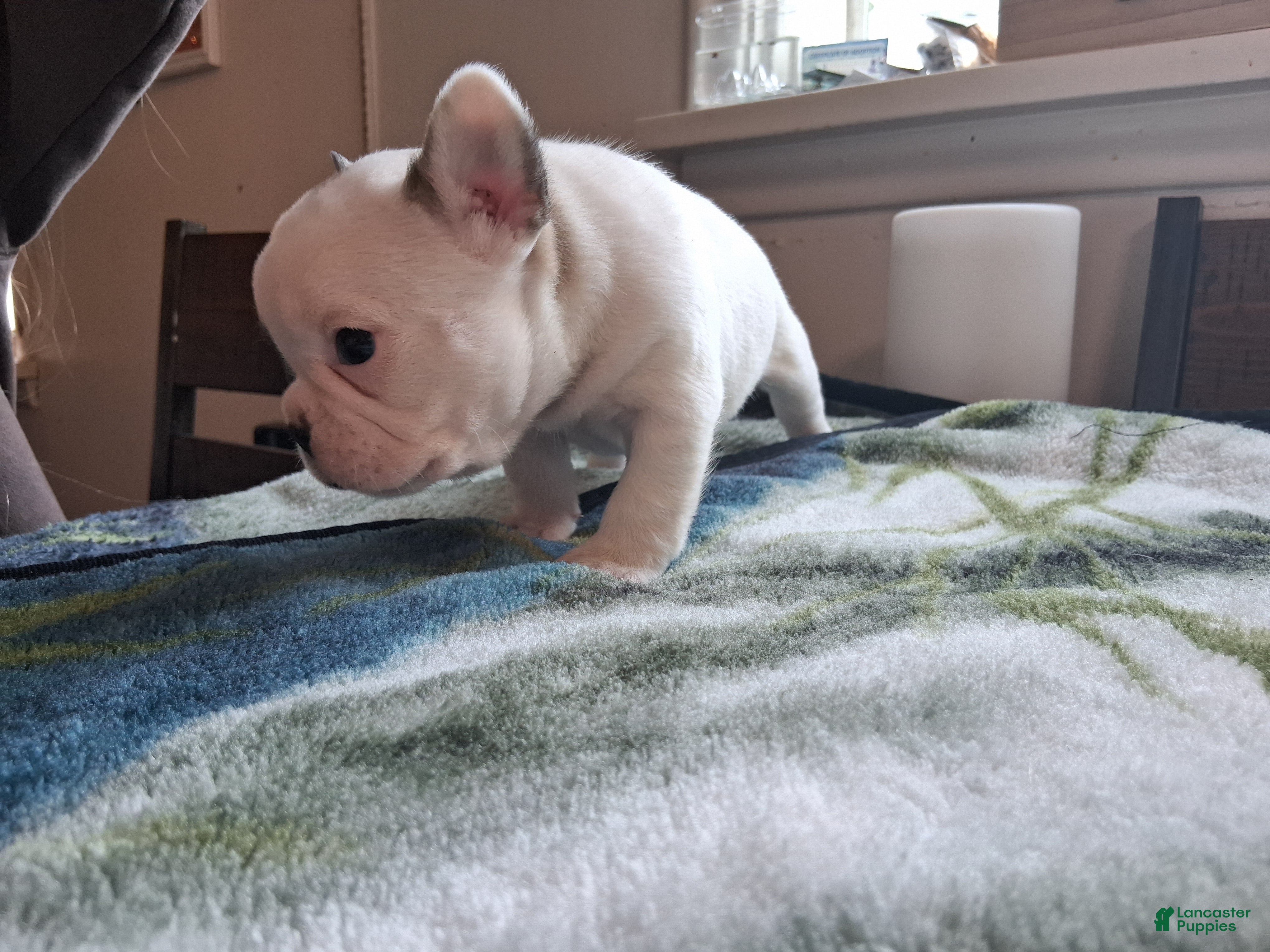 French Bulldog dogs for sale: Andy - Ad 2