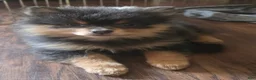Pomeranian dogs for sale: Pomeranian 2 - Ad 3