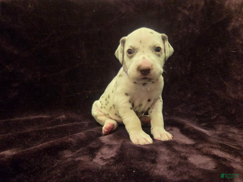 Dalmatian dogs Purple - Ad 2
