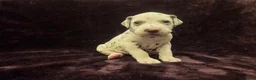 Dalmatian dogs for sale: Purple - Ad 2