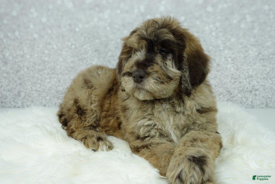 Newfypoo dogs for sale: Rusty - Ad 1