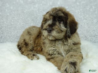 Newfypoo dogs Rusty - Ad 7