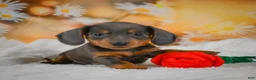 Miniature Dachshund dogs for sale: Dominic - Ad 4