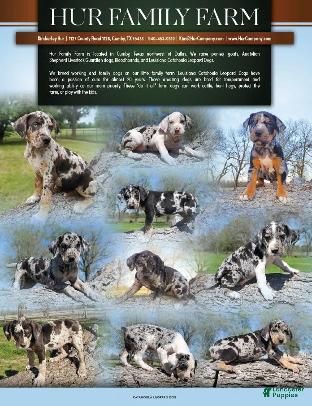 Catahoula Leopard Dog dogs for sale: Tracy II 2026 Male 3 - Ad 15