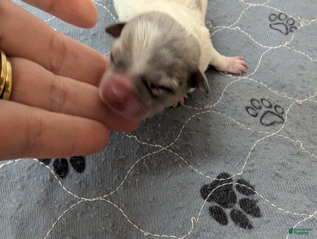 Chihuahua dogs for sale: Octavia  - Ad 2
