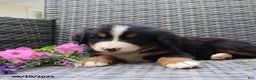 Bernese Mountain Dog dogs for sale: Jenny - Ad 10