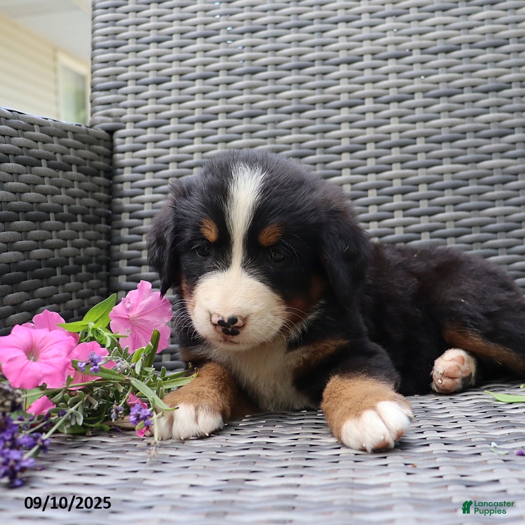 Bernese Mountain Dog dogs for sale: Jenny - Ad 10
