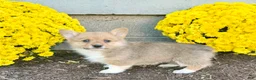 Welsh Corgi Pembroke dogs for sale: Sophia  - Ad 6