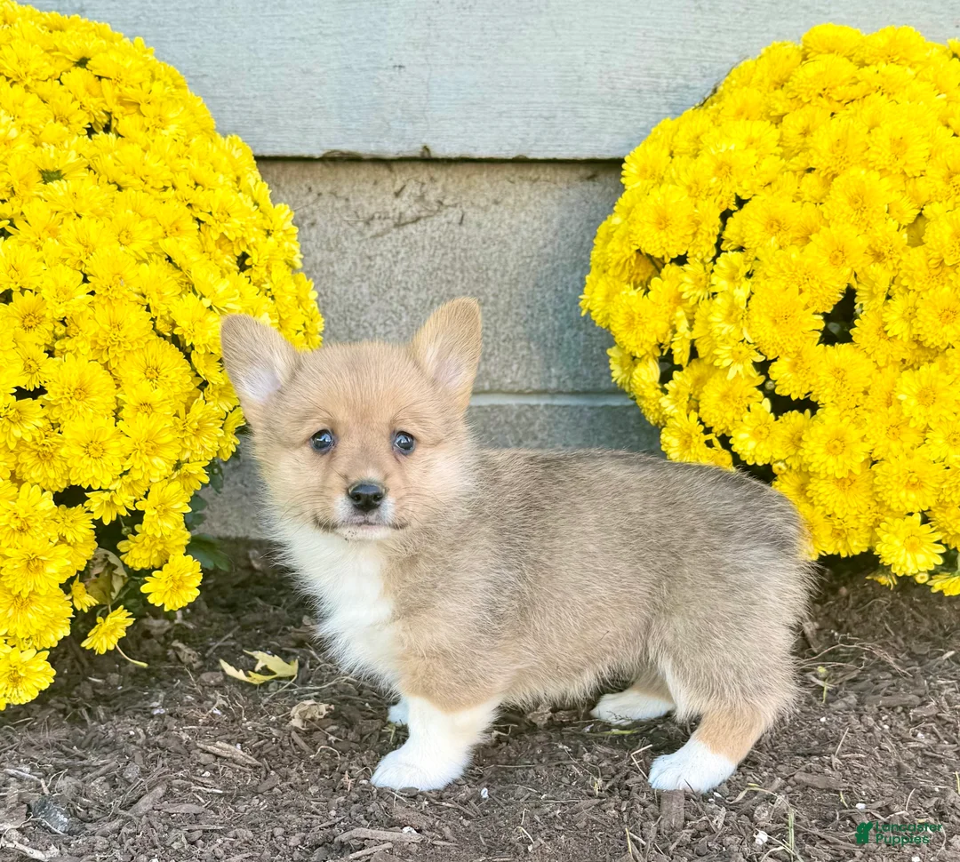 Welsh Corgi Pembroke dogs for sale: Sophia  - Ad 6