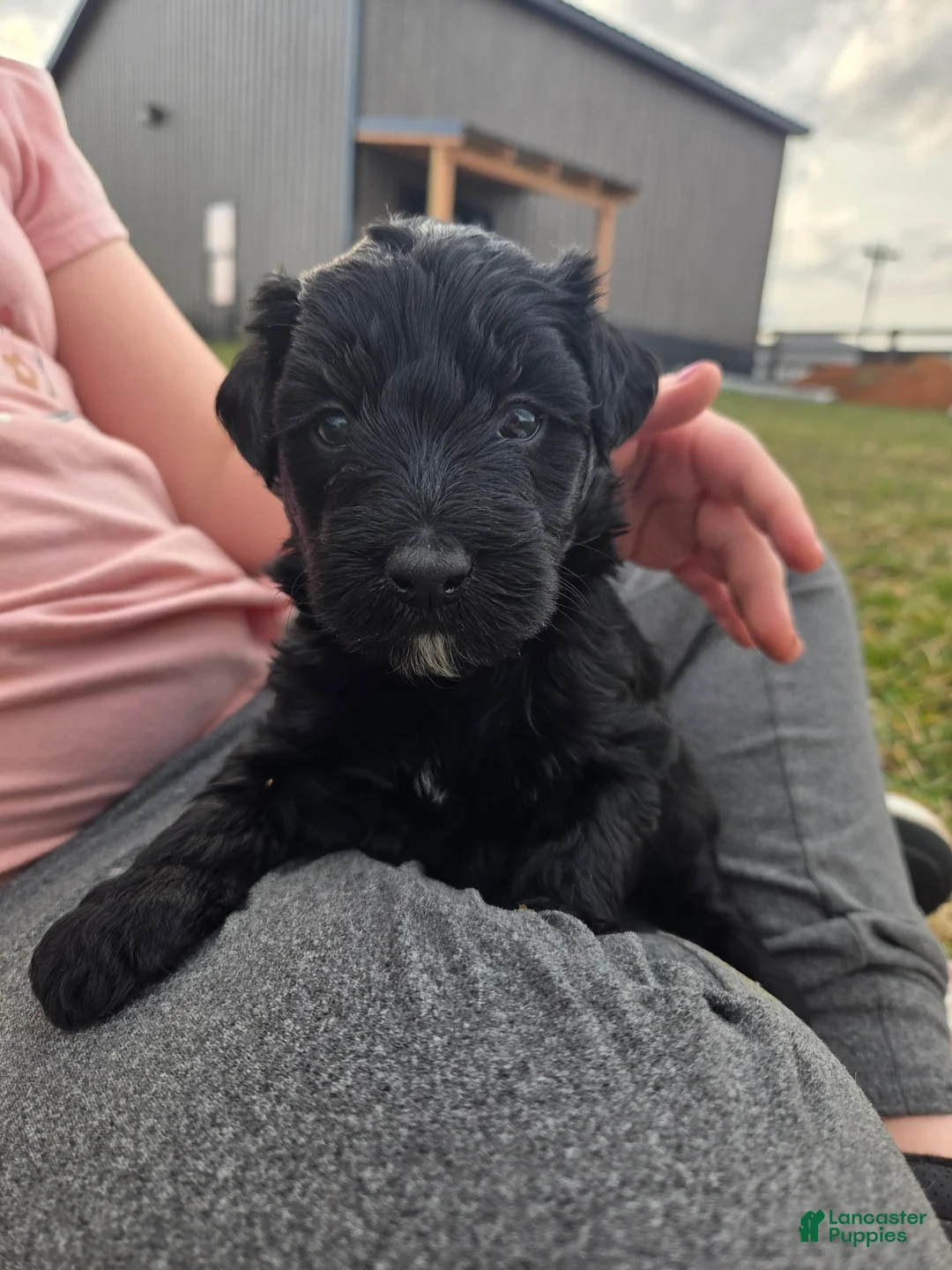 Mini Aussiedoodle dogs for sale: Penelope. - Ad 1