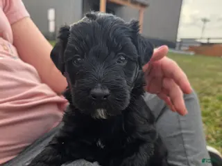 Mini Aussiedoodle dogs for sale: Penelope. - Ad 4