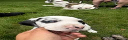 Great Dane dogs for sale: Quinnzelle “Quinn”  - Ad 3