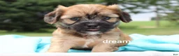 Mixed Breed dogs for sale: Wynn - Ad 4