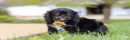 Cavalier King Charles Spaniel dogs for sale: Jackson - Ad 4