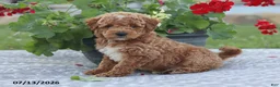 Miniature Poodle dogs for sale: Nathan - Ad 5