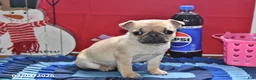 Pug dogs for sale: Beaula - Ad 4