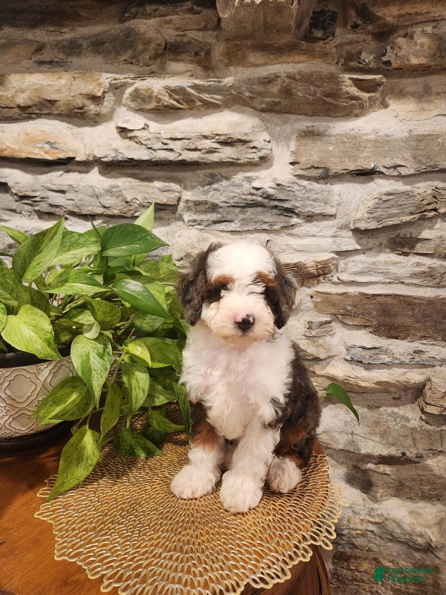 Mini Bernedoodle dogs ECHO - MALE Mini Bernedoodle 1 - Ad 2