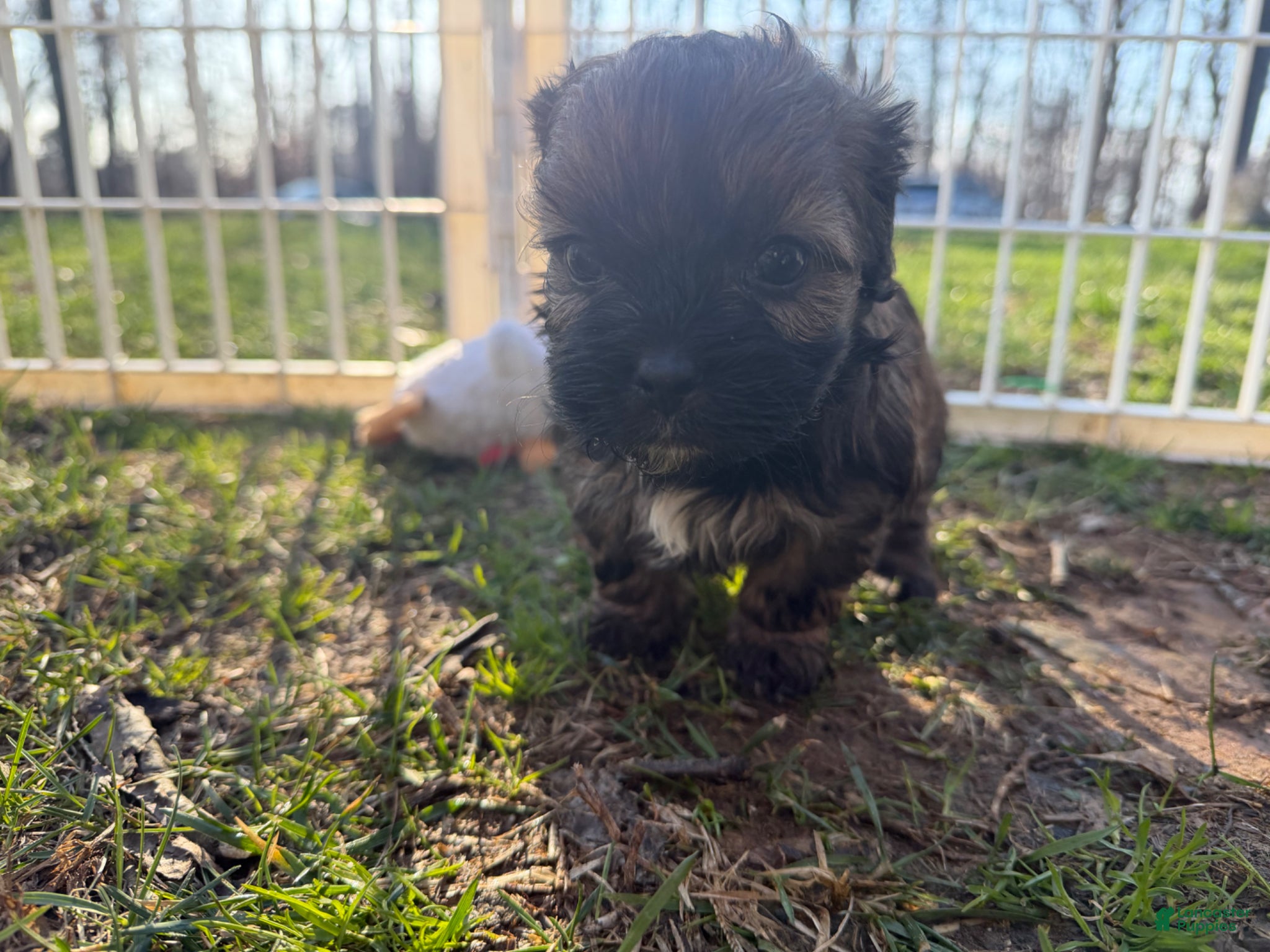 Shih Tzu dogs Brutus - Ad 1