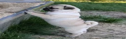 Pug dogs for sale: Clover - Ad 9