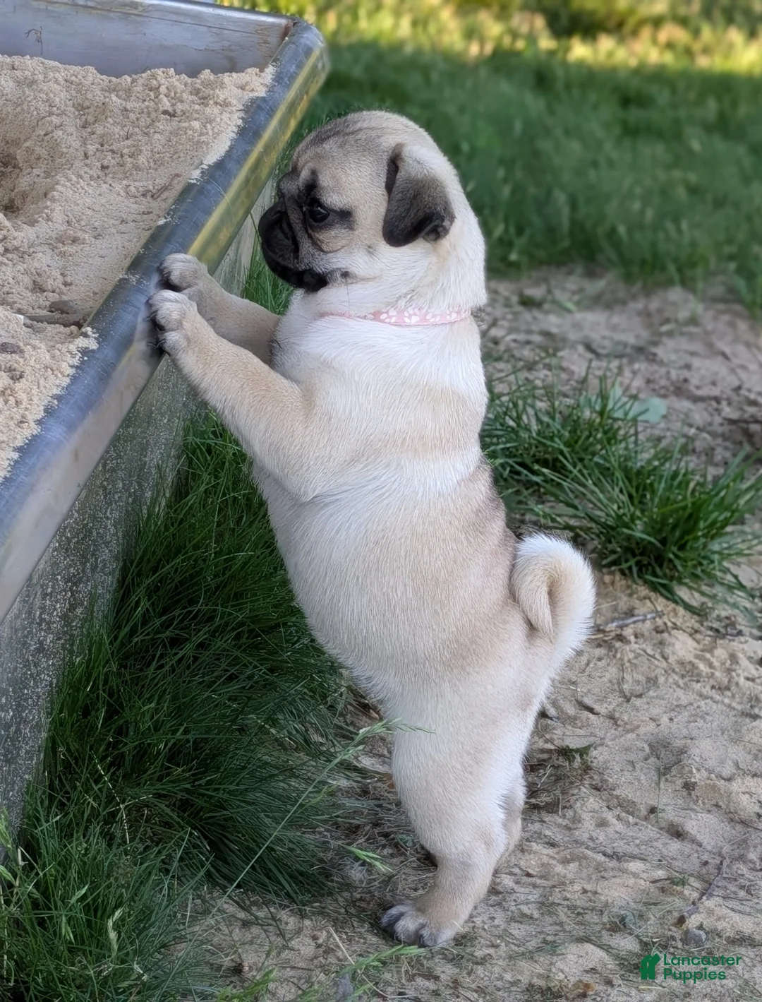 Pug dogs for sale: Clover - Ad 9