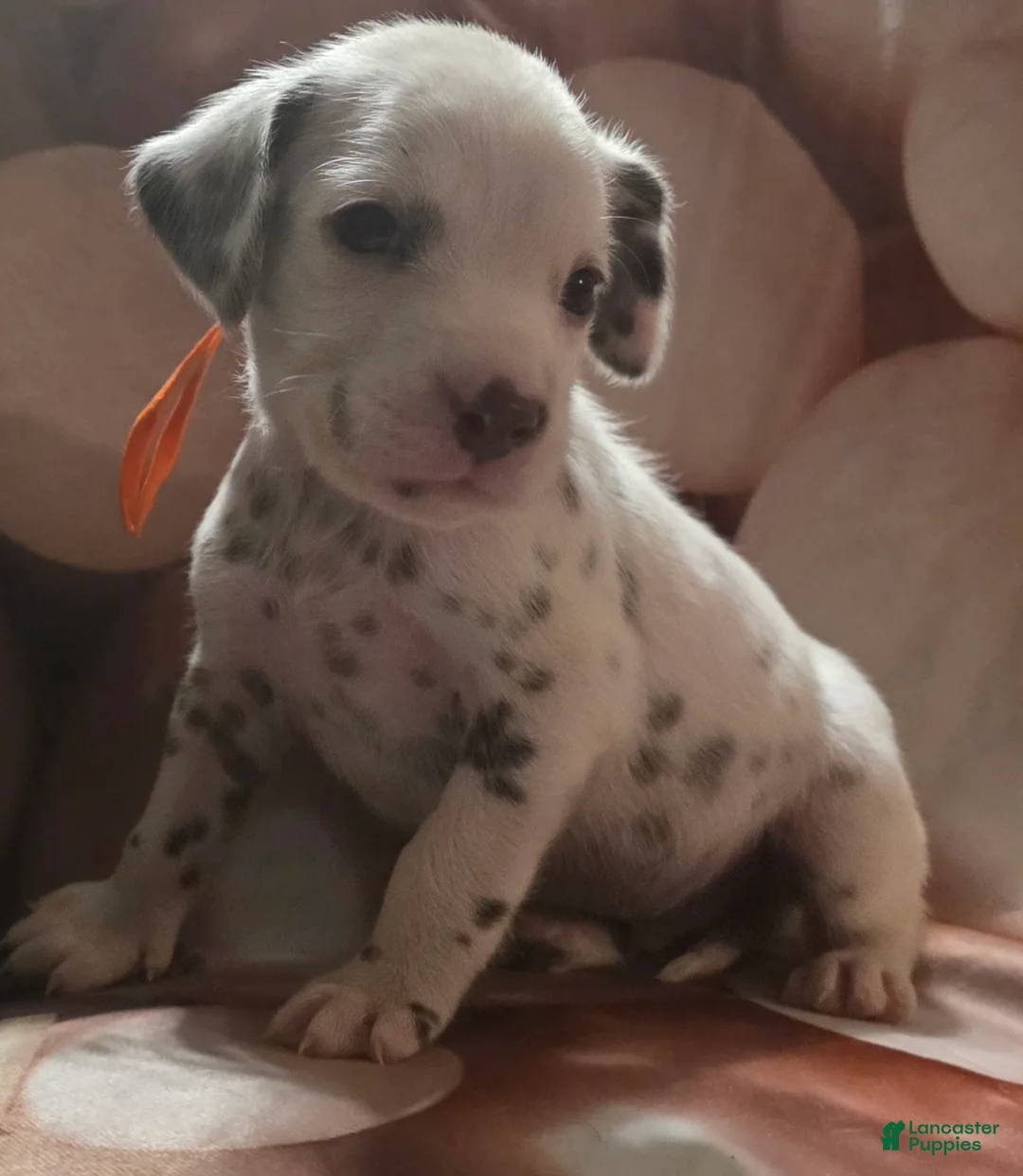 Dalmatian dogs for sale: Duke - Ad 1