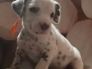 Dalmatian dogs Duke - Ad 10