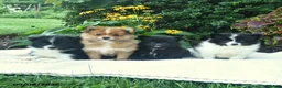 Pomeranian dogs for sale: Rocky  - Ad 5