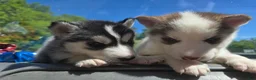 Siberian Husky dogs for sale: Siberian Husky Puppy 2 - Ad 6