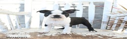 Boston Terrier dogs for sale: Navy - Ad 5