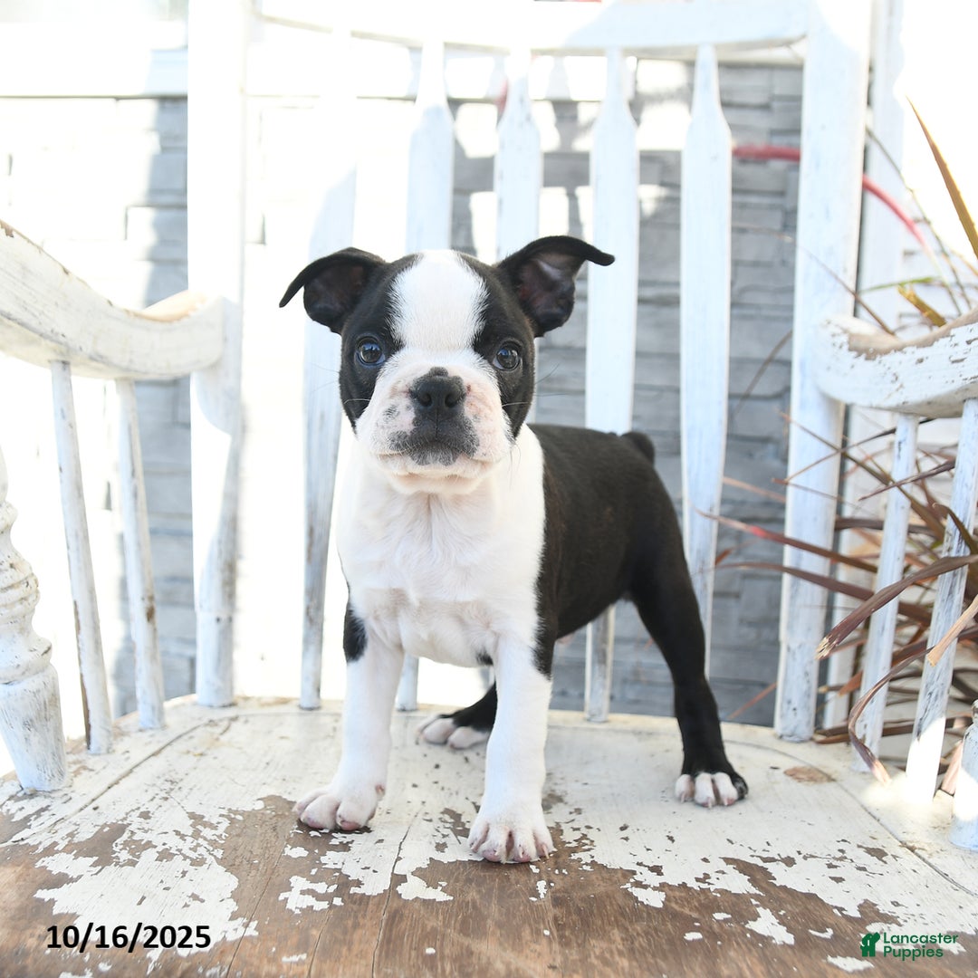 Boston Terrier dogs for sale: Navy - Ad 5